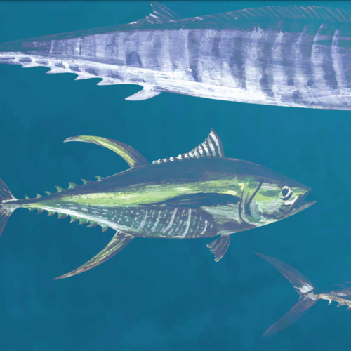 La imagen muestra dos peces de estilo artístico en el fondo del mar. Uno está nadando hacia la derecho y solo se percibe su cola, el otro pez se visualiza completo, nadando hacia la derecha.