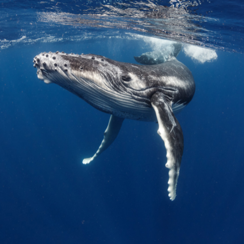 Ballena jorobada nadando en aguas azules profundas, cerca de la superficie.