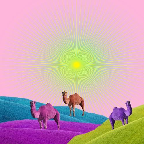 Camellos y horizonte