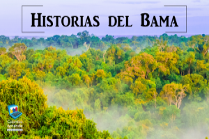 En la imagen aparece la fotografía de la selva. Texto: HISTORIAS DEL BAMA