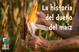 En la imagen aparecen las manos de un hombre con una planta de maíz. Texto: La historia del dueño del maíz