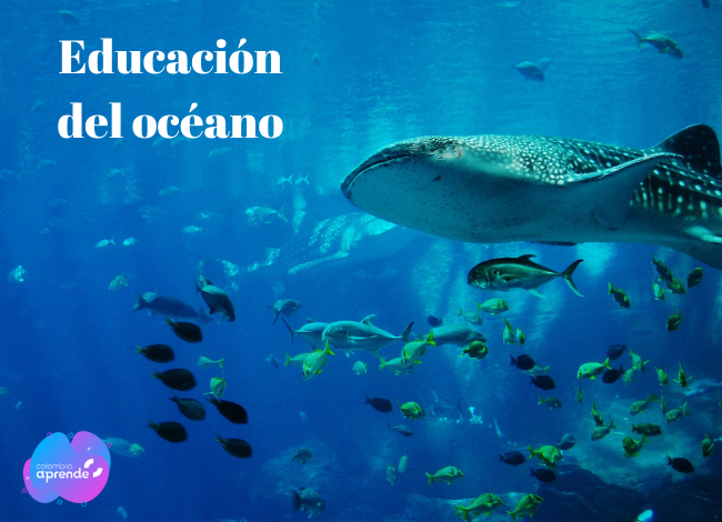 Fotografía educación del océano ballenas y mar