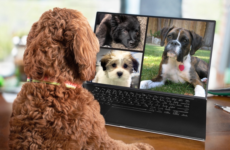 Un perro café mediano, sentado mirando la pantalla del computador donde aparecen tres perros en pantalla dividida