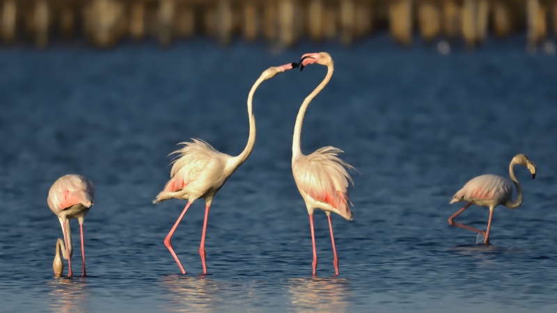 Flamencos rosados tocándose con sus picos en un aparente beso dentro del agua