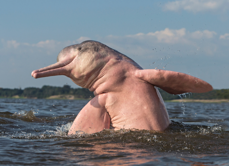 Foto de delfin rosado saliendo del agua en el río