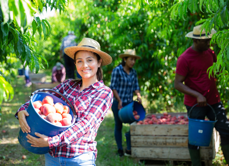 joven y sonriente agricultora con cubo de duraznos maduros recién cosechados en un jardín de frutas