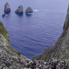 Malpelo