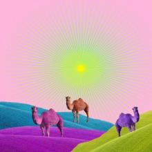 Collage camellos y horizonte