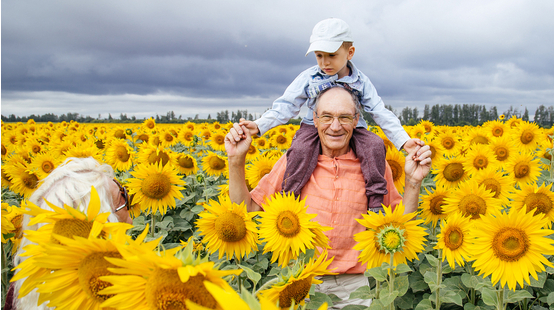 Abuelo carga en hombros a su nieto en un campo de girasoles. Área rural
