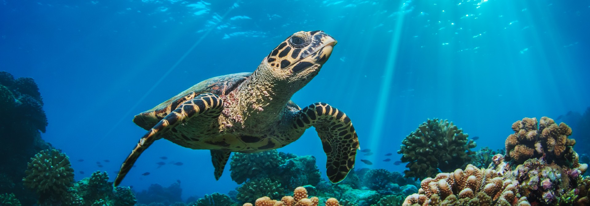 Foto de una tortuga en el mar