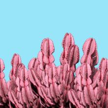 El arte del cuento, con Betuel Bonilla Collage cactus